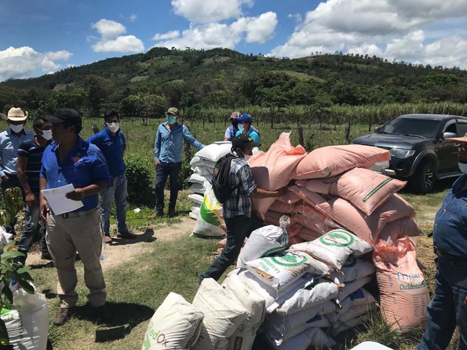 Delivery of 2,200 Hass avocado plants to project beneficiaries in La Campa, Lempira