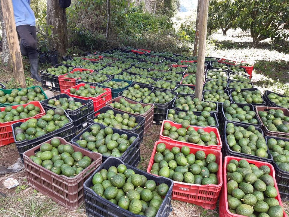 Marketing of avocado from Cooperativa Oro Verde