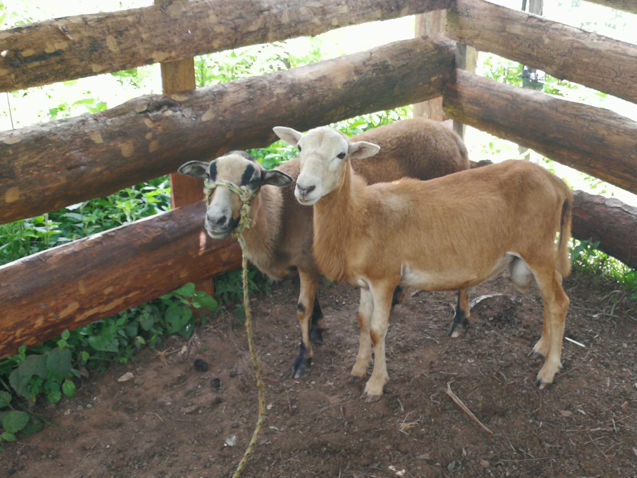 Sheep Project in Guaimaca